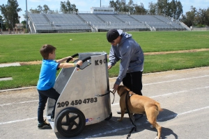 Testing of the k9chariot dog cart