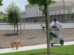 Dog walking using a k9chariot dog cart