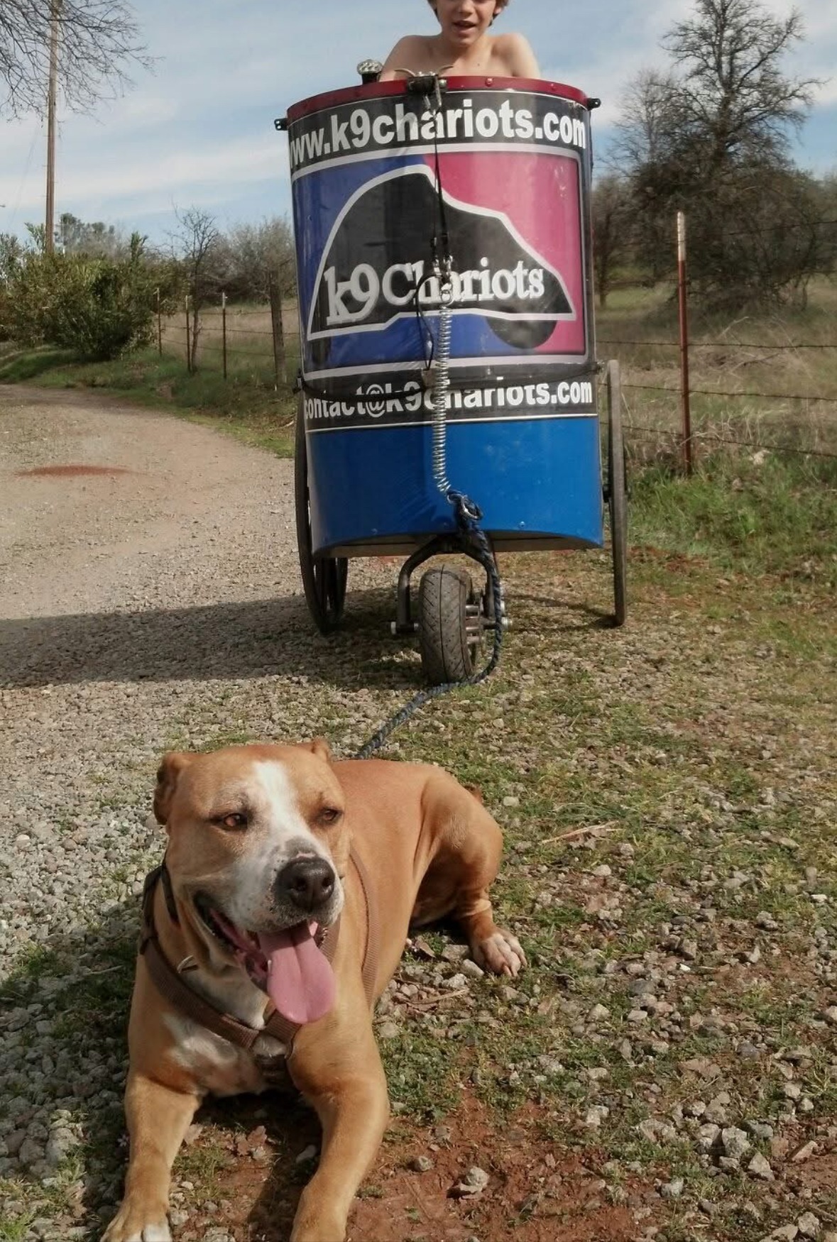 Dog and Chariot